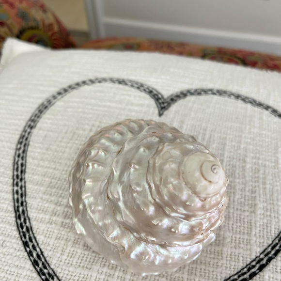 Wavy Top Turbo Shell 5 inches - Picture 8 of 8